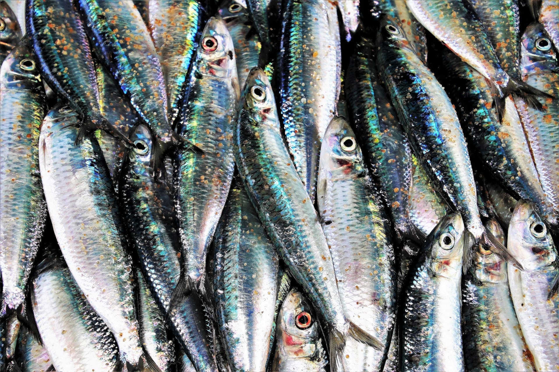 dead fish