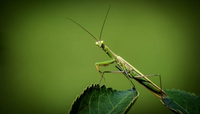 Animals and Insects That Help Control Garden Pests
