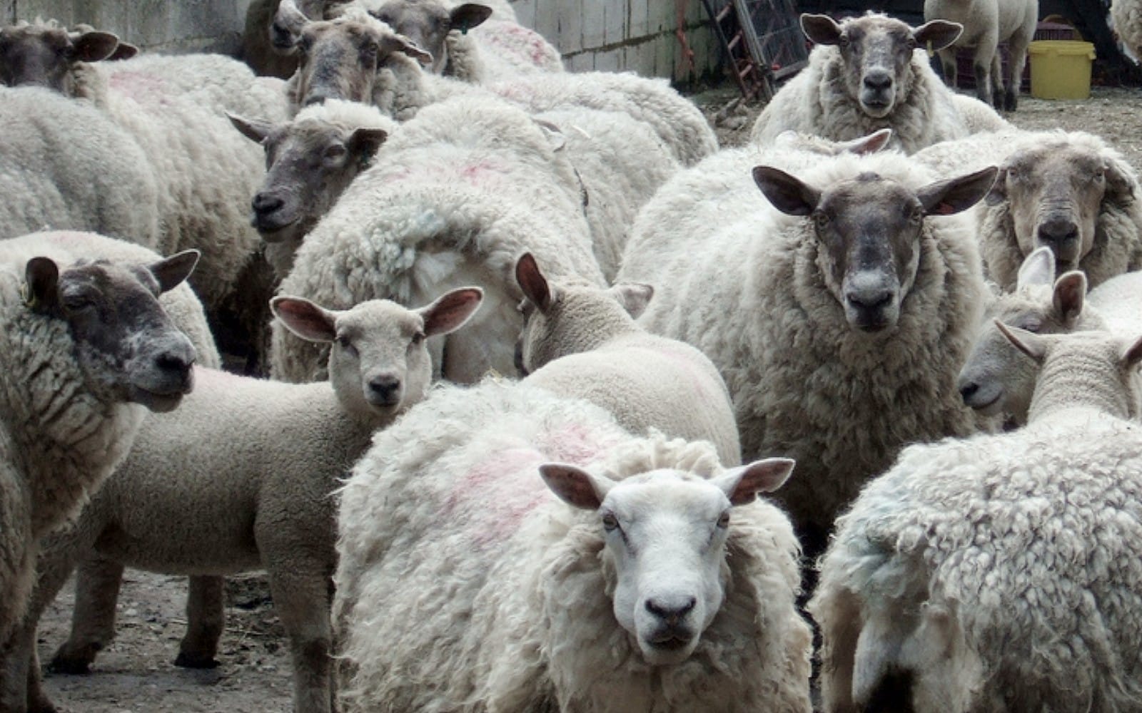 sheep