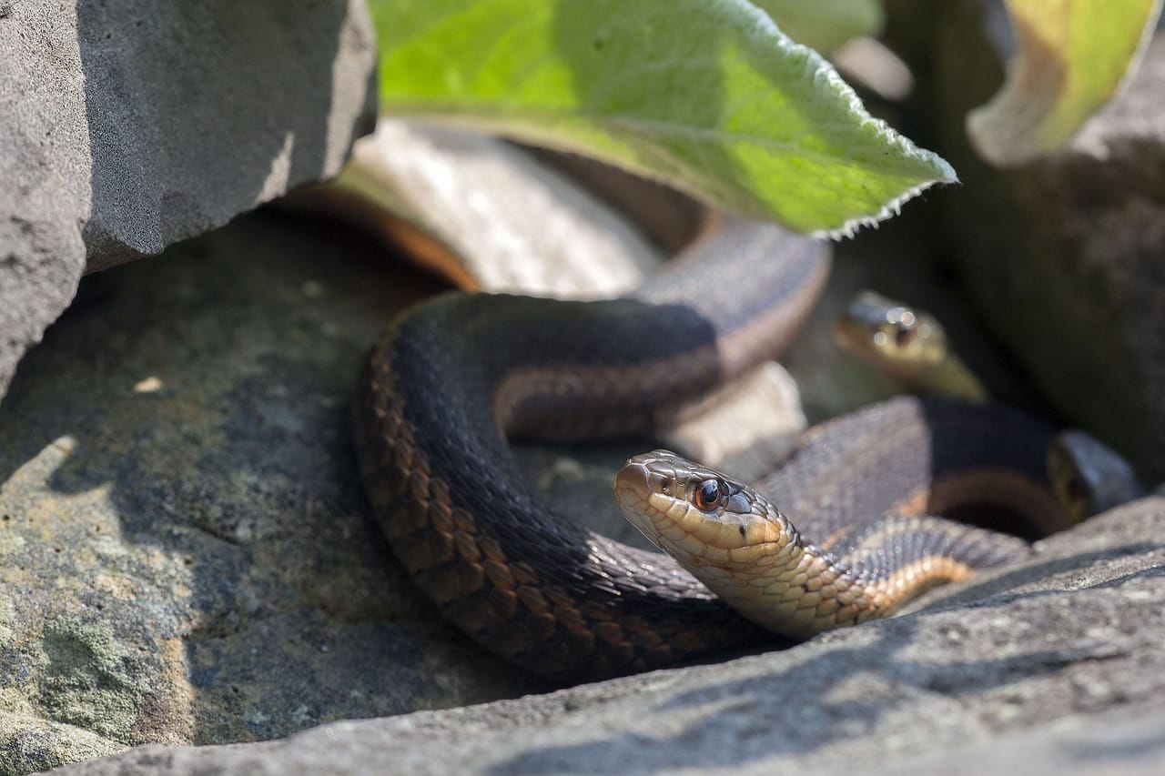Animals and Insects That Help Control Garden Pests