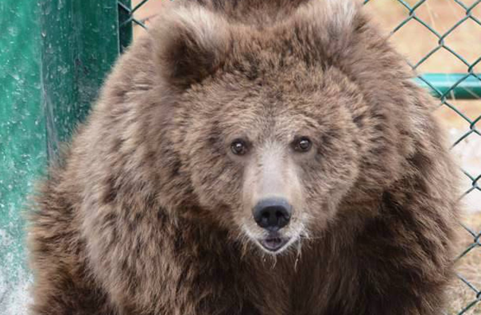 bear