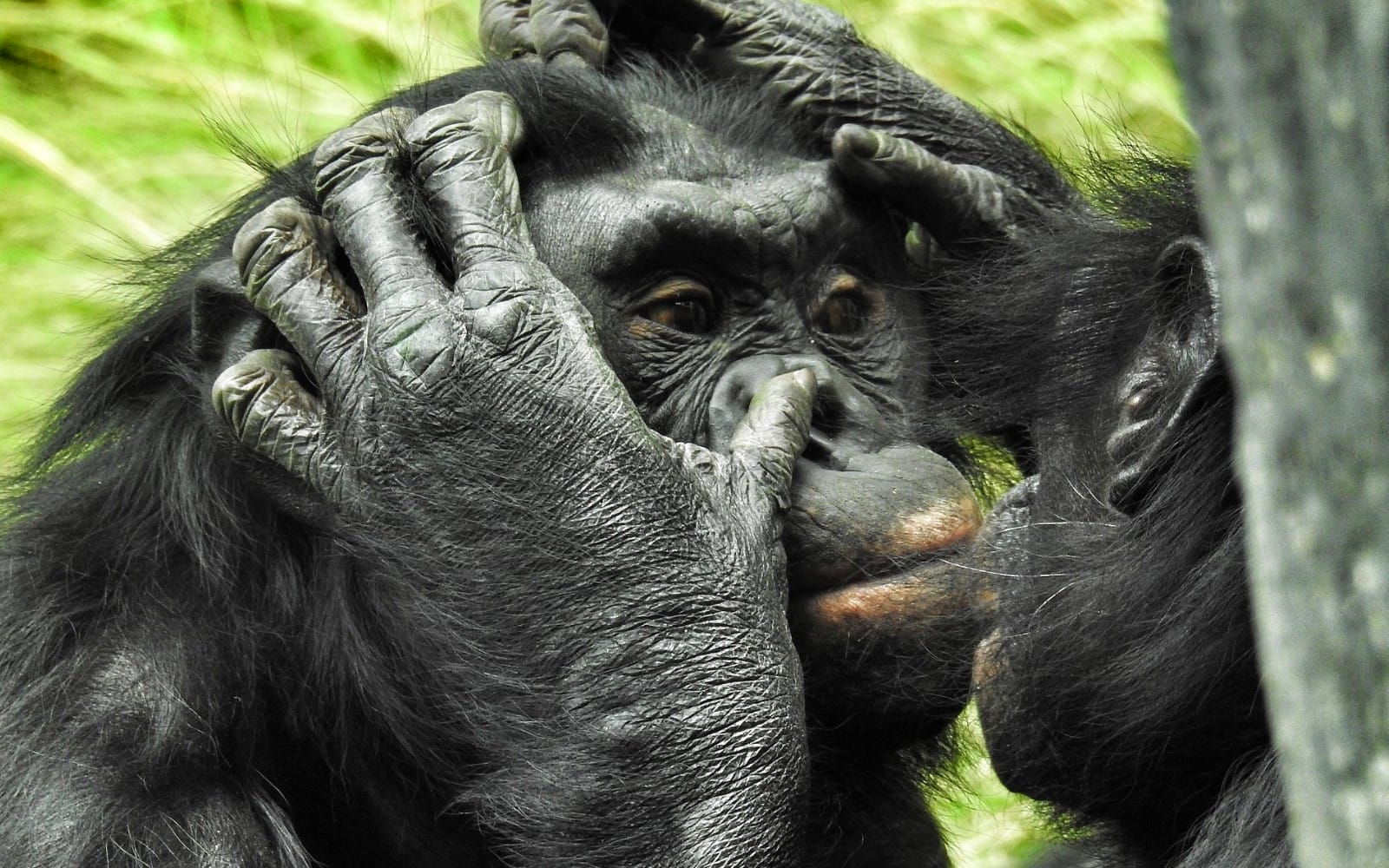 bonobo