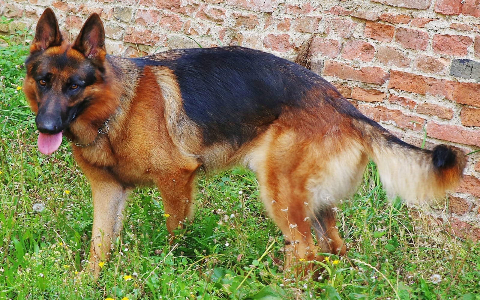 german-shepherd-256424_1920