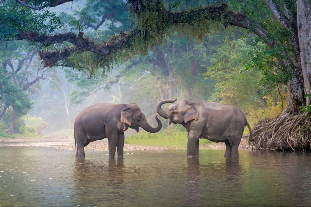 New Elephant Sanctuary Will Provide Safe Home for Elephants Retired From Brutal Logging Industry