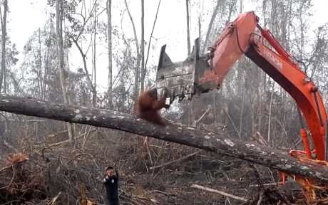 Crane next to orangutan in tree