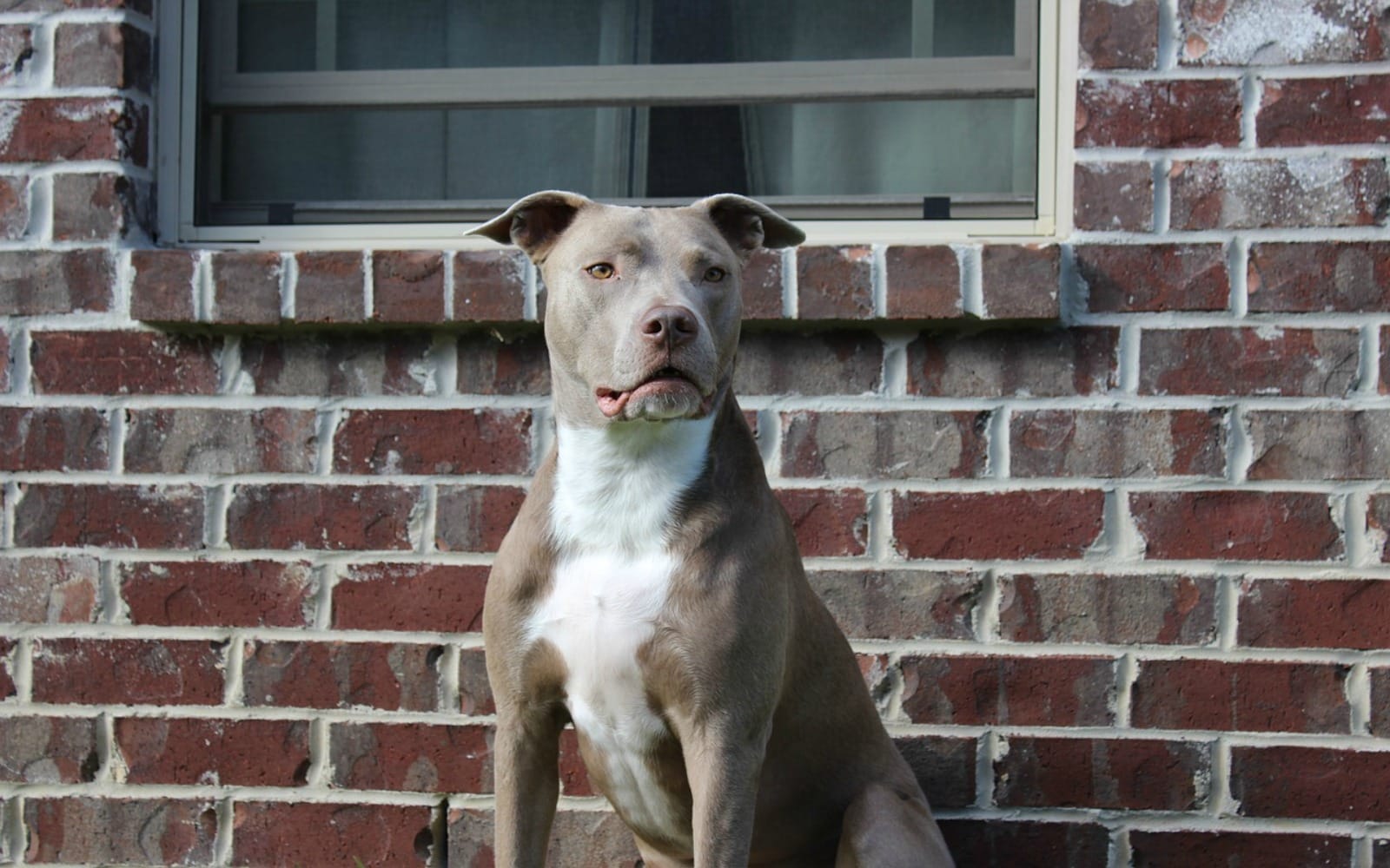 pit-bull-1997541_1280