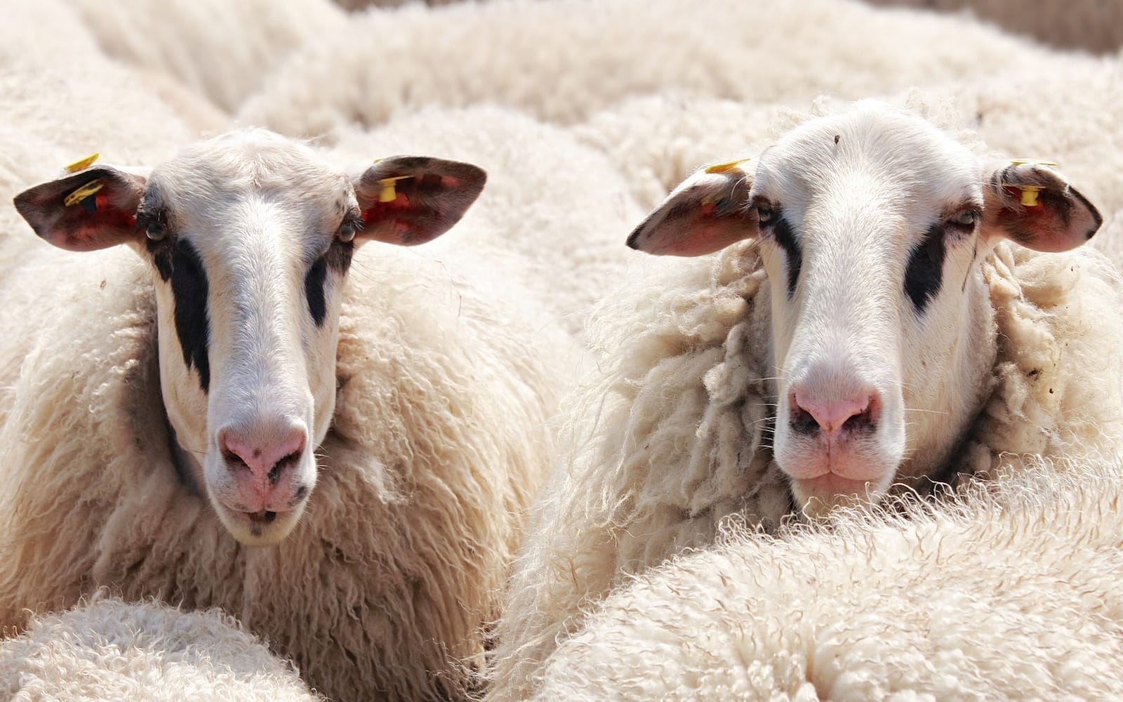 sheep-2292802_1920