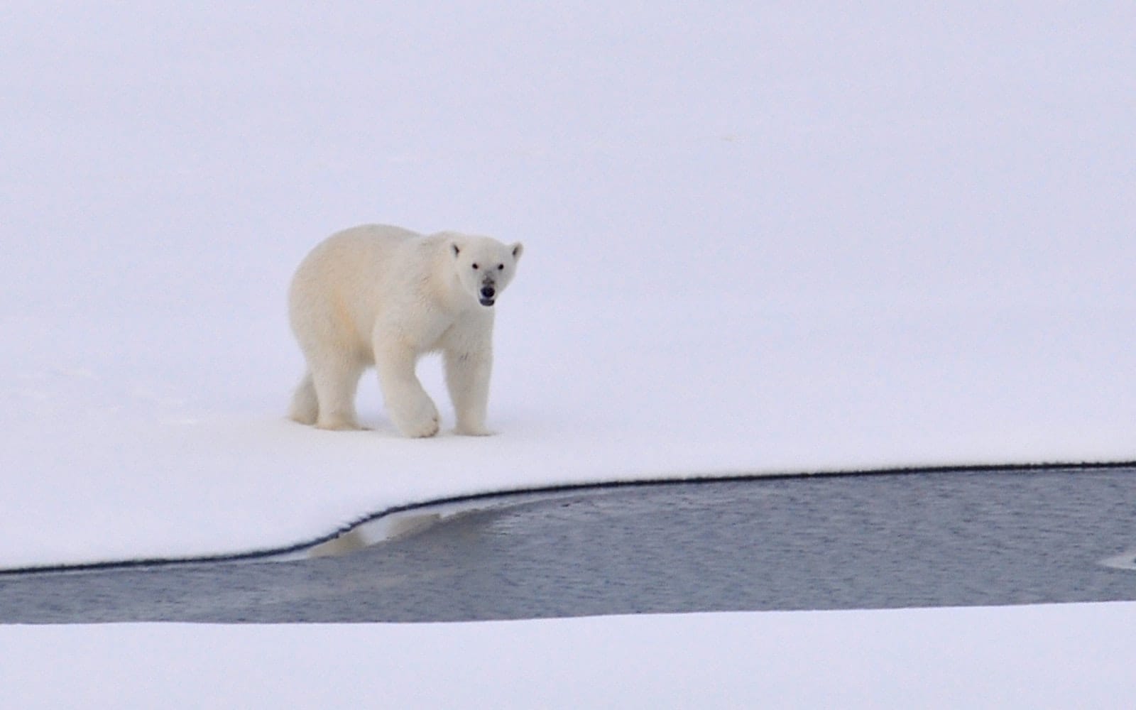 arctic-cold-daylight-162320