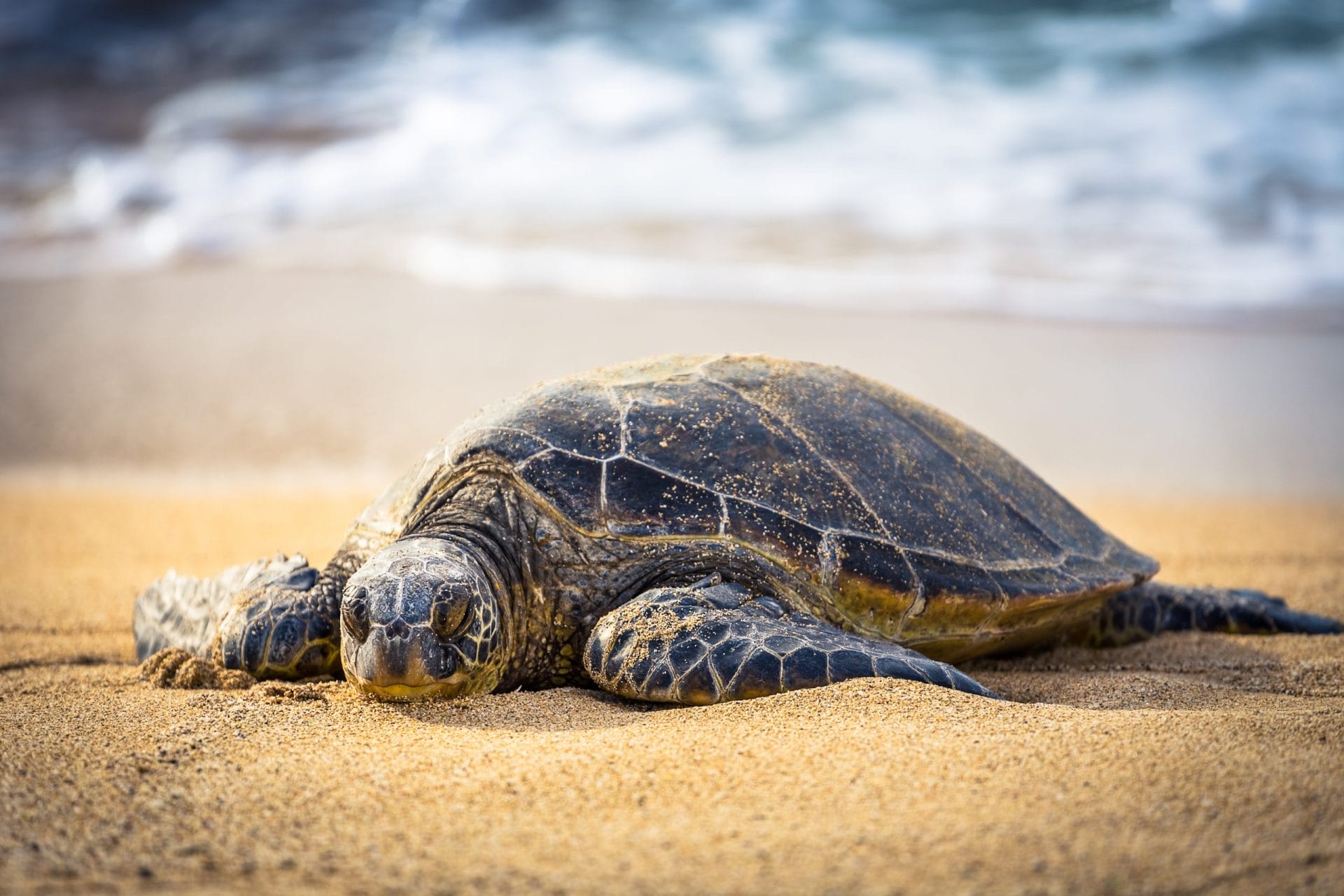 turtle
