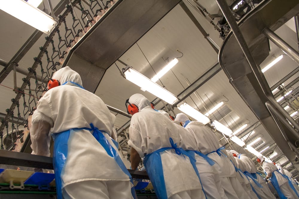 Reality Check: Factory Farm Workers Average 2 Amputations a Week Due to Dangerous Conditions