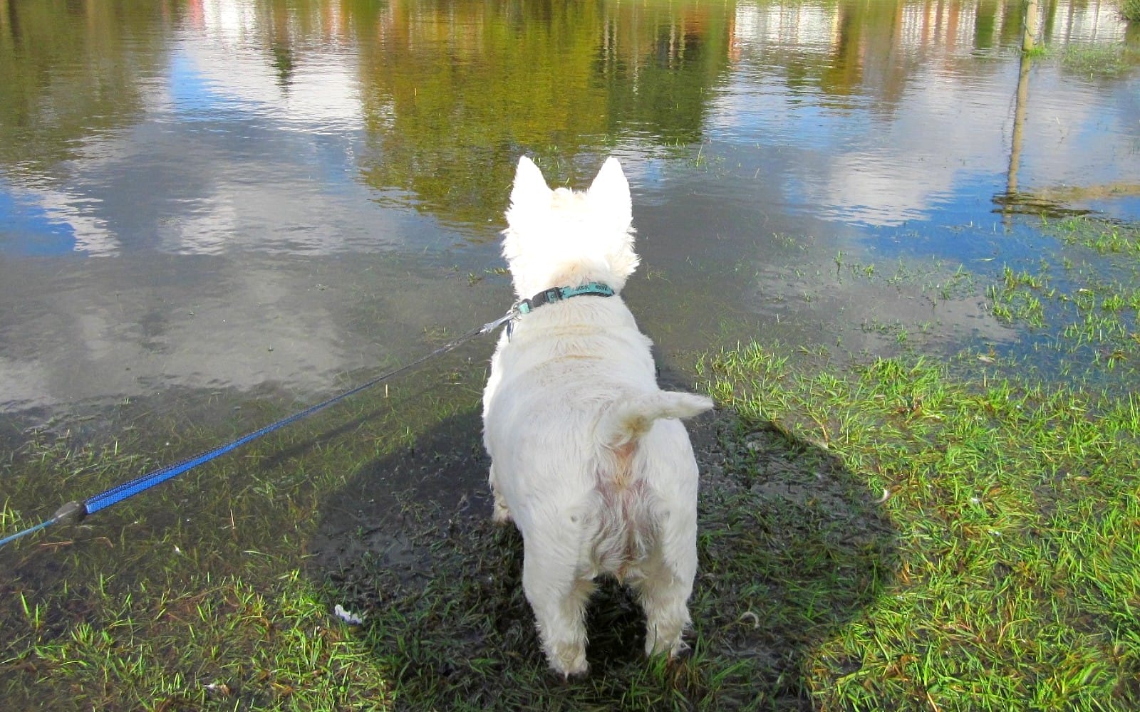 westie
