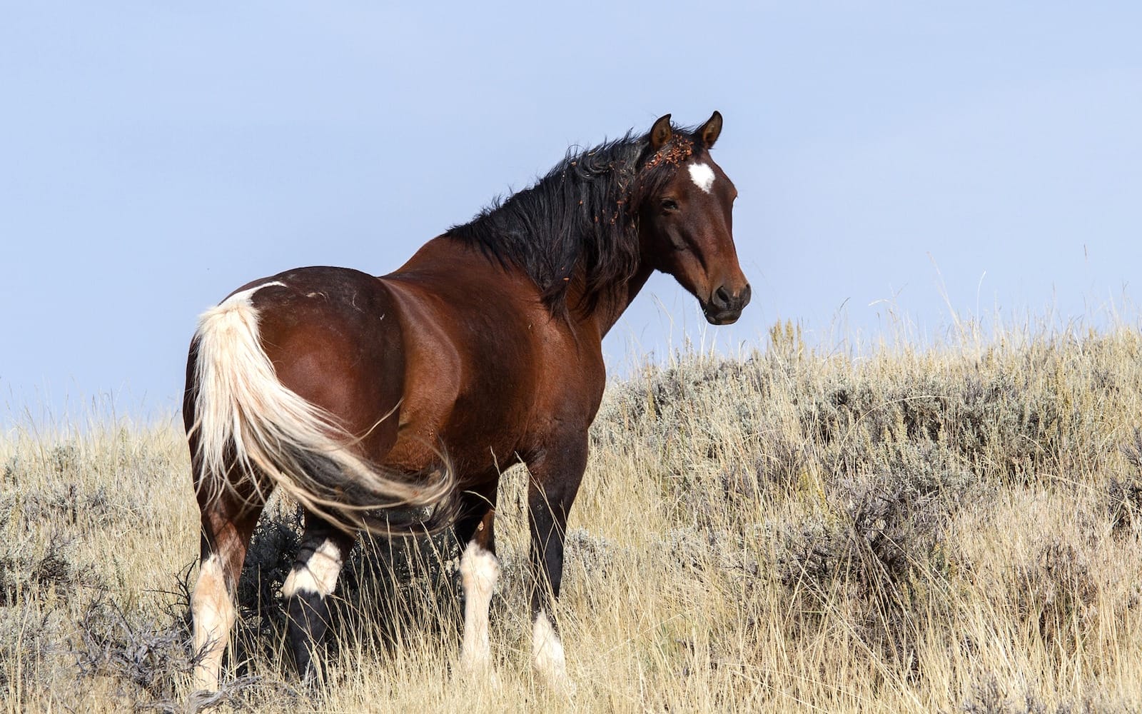 Wild horse