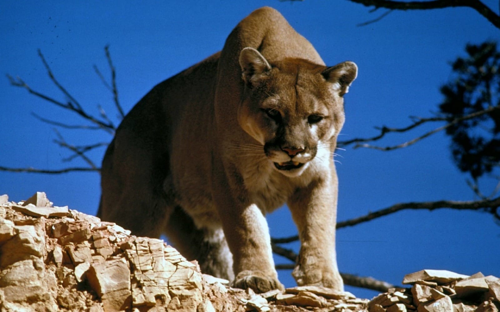 cougar-718092_1280