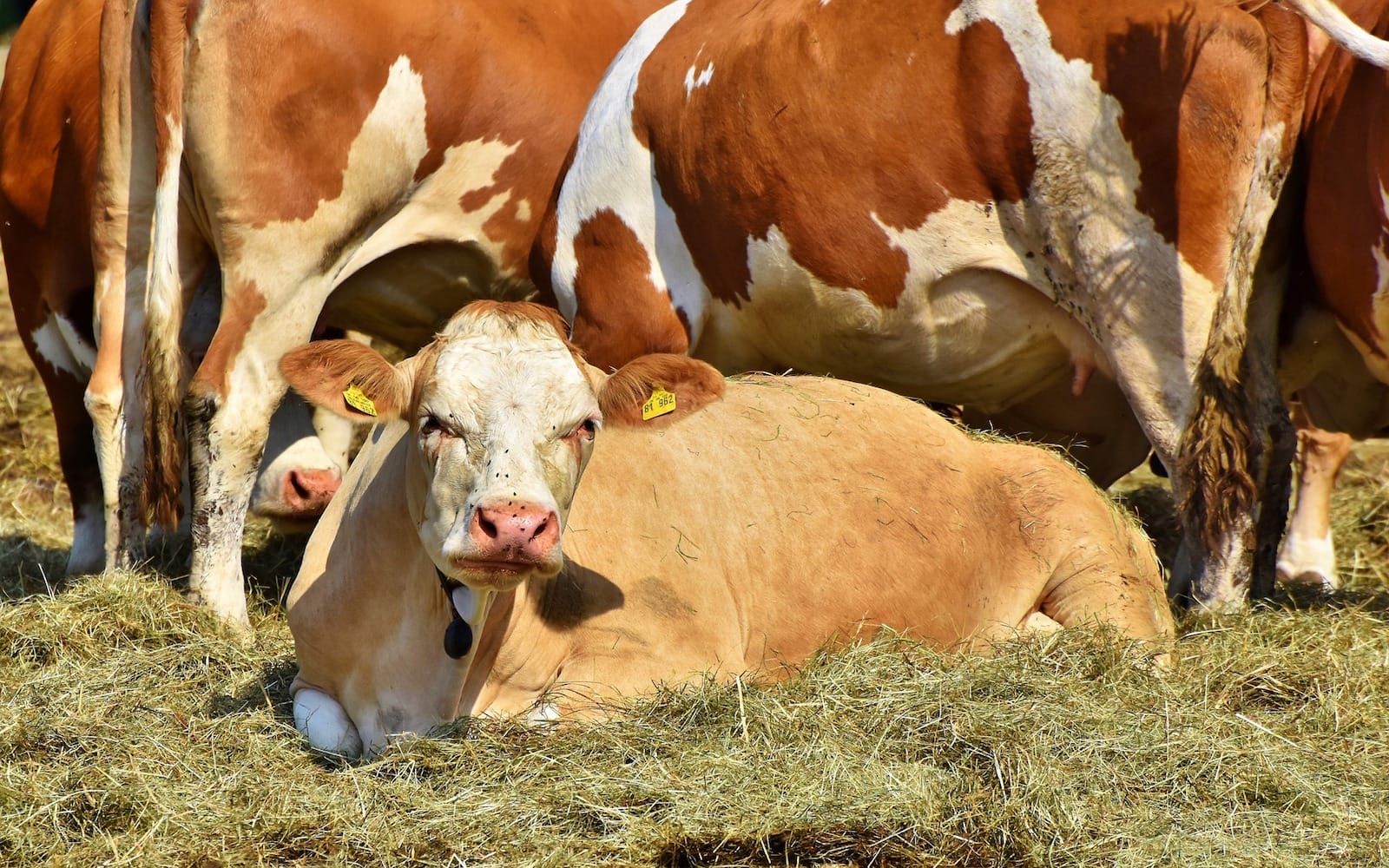 cow-3678880_1920