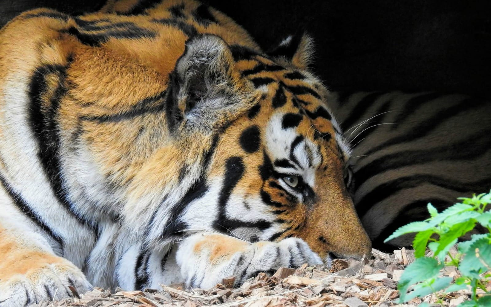 tiger-3661585_1280