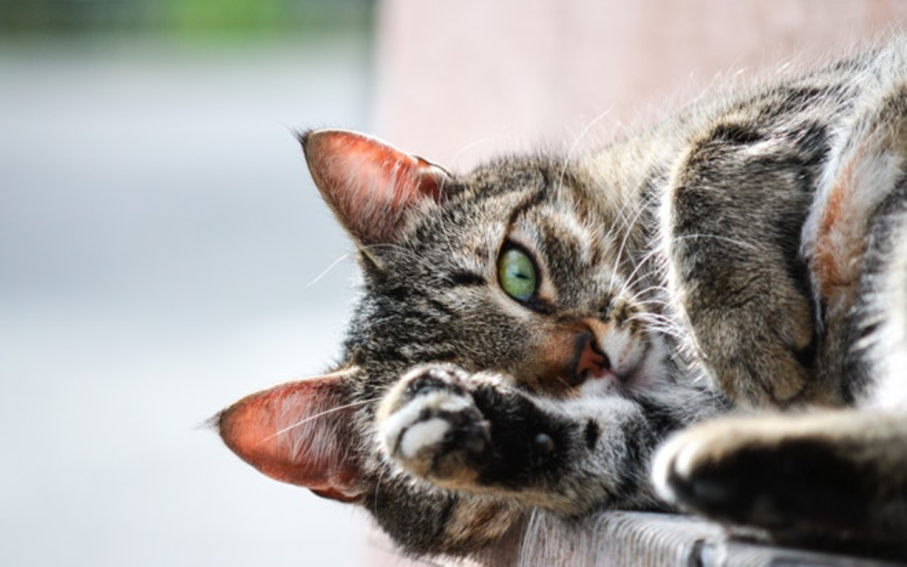 cat