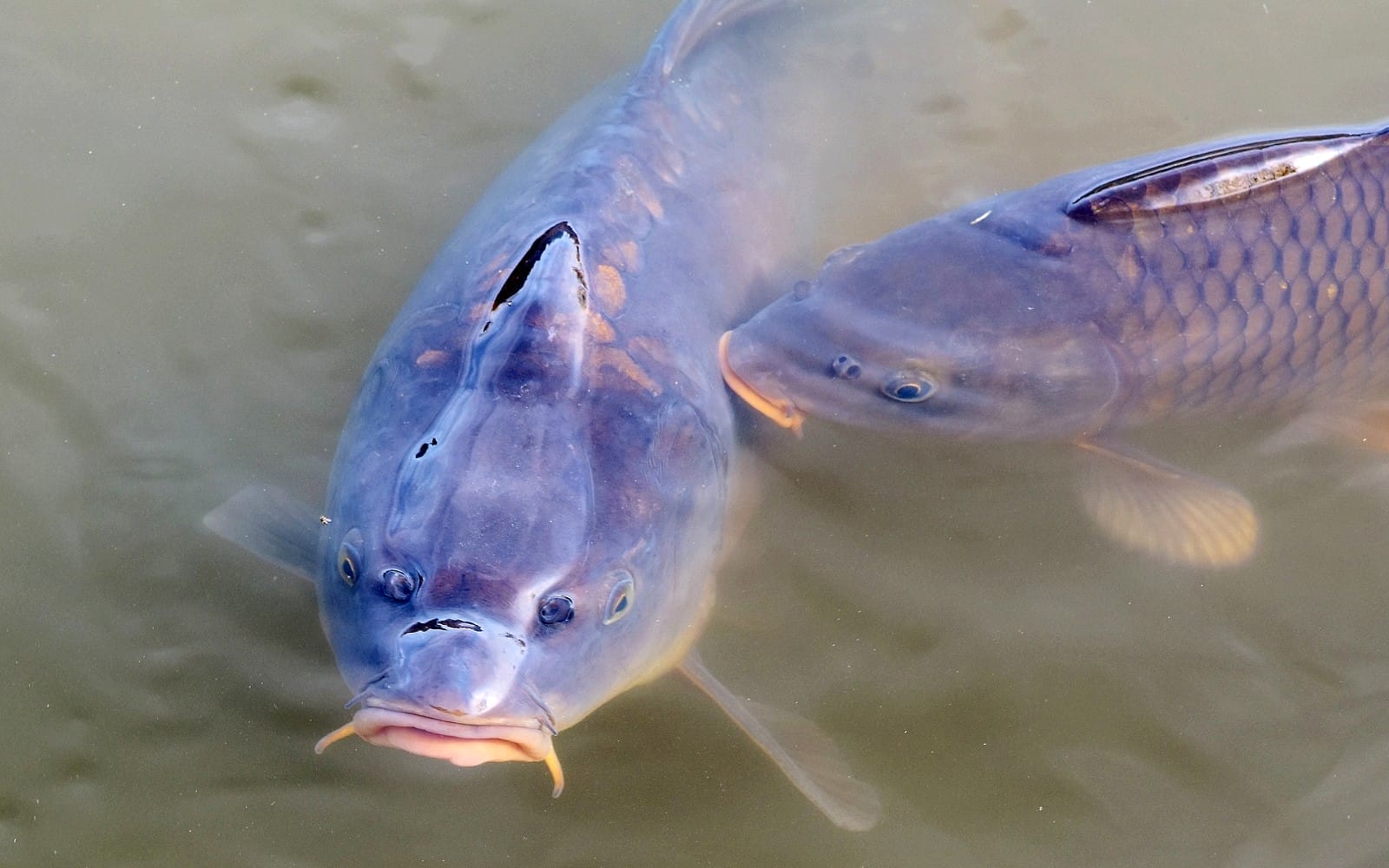 karp