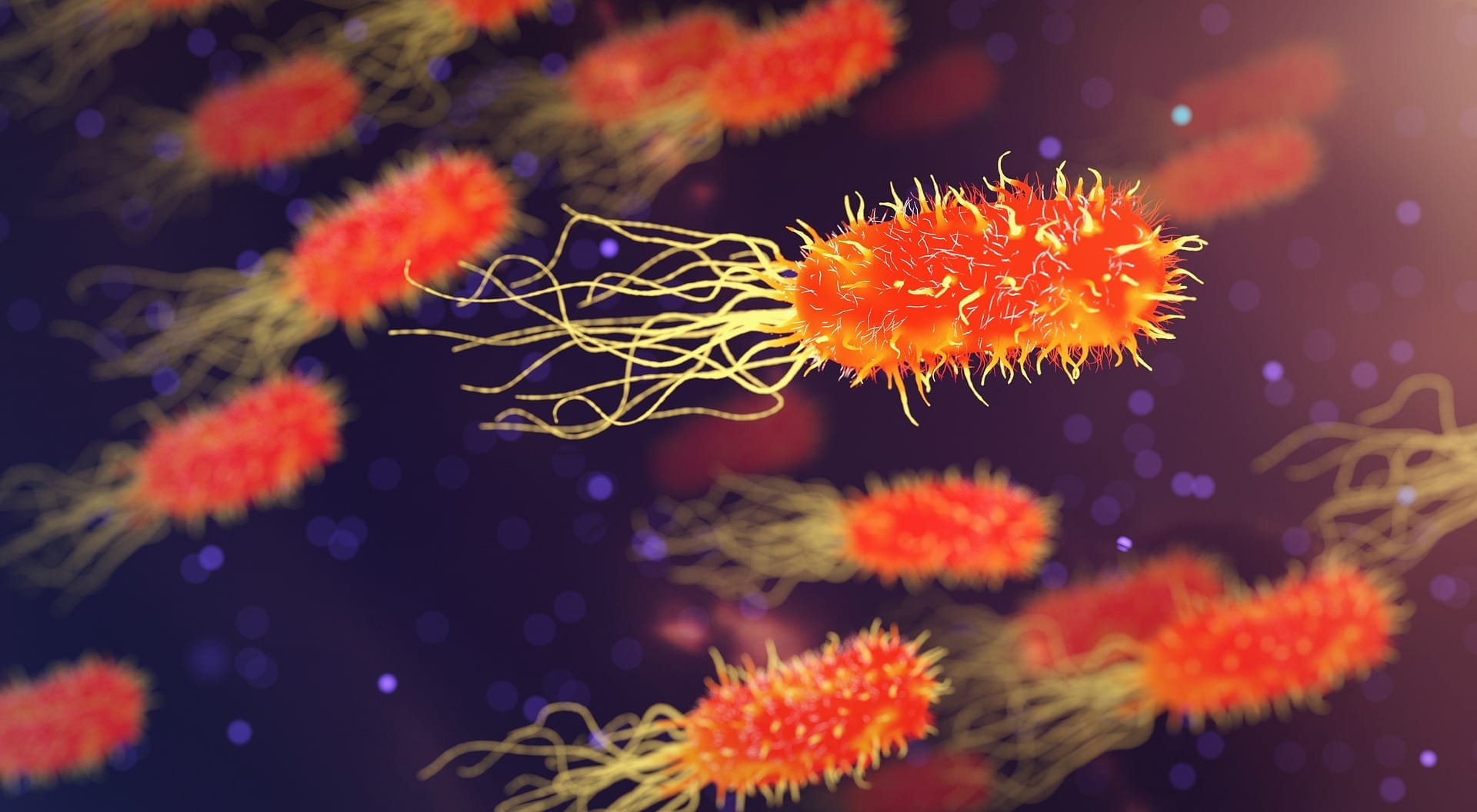 Bacteria in gut