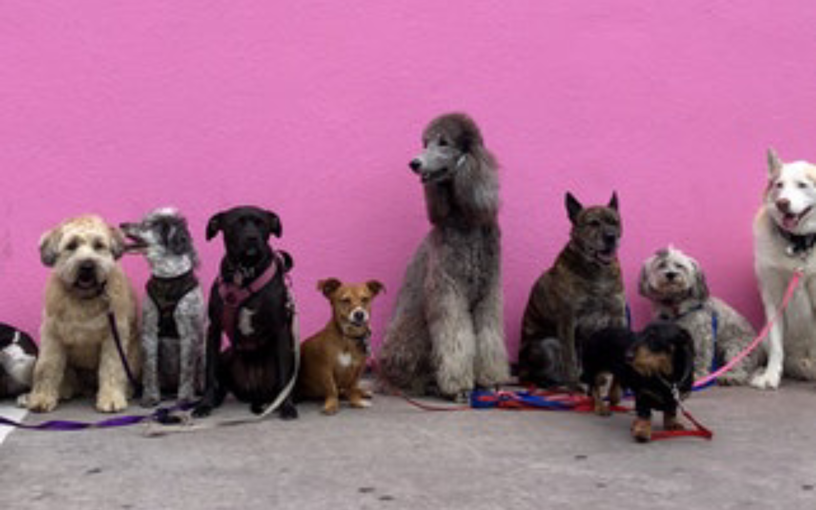 dogs