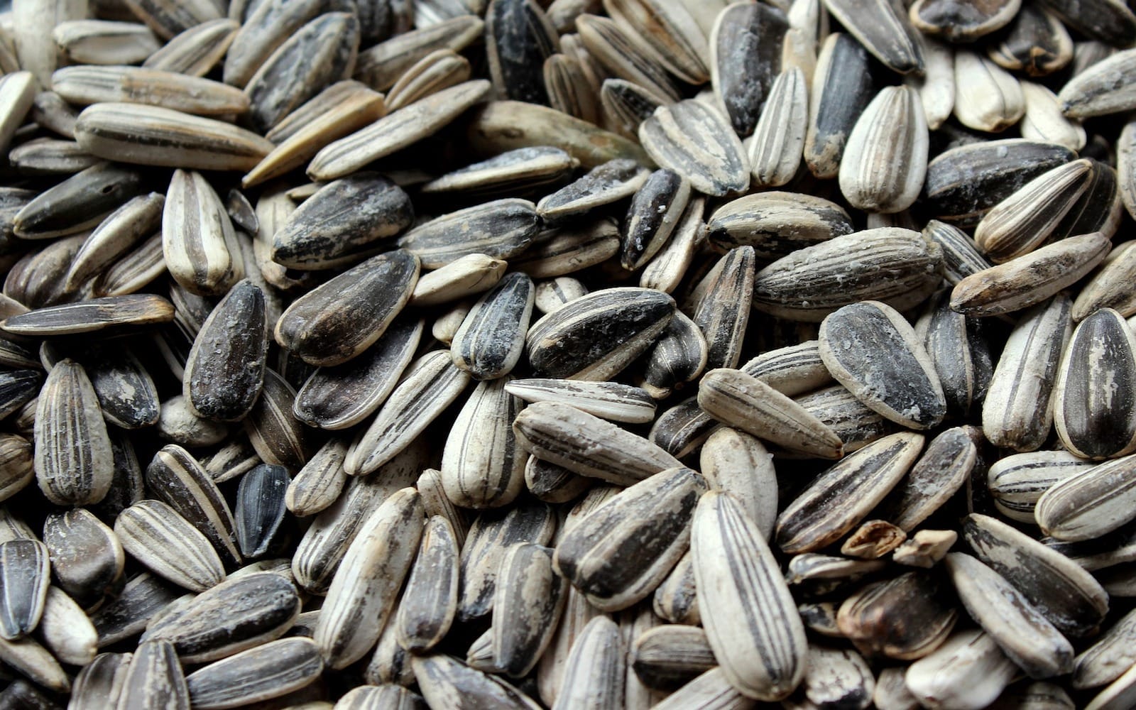 Sunflower seeds