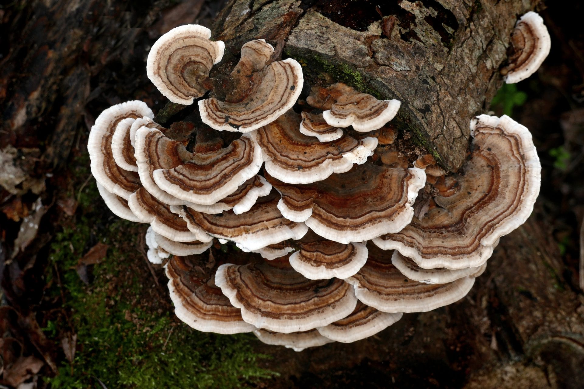 turkey tail fungus