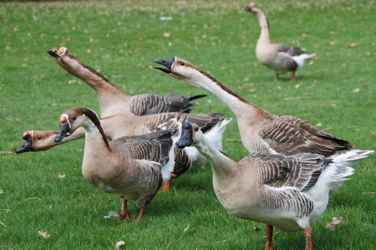 geese