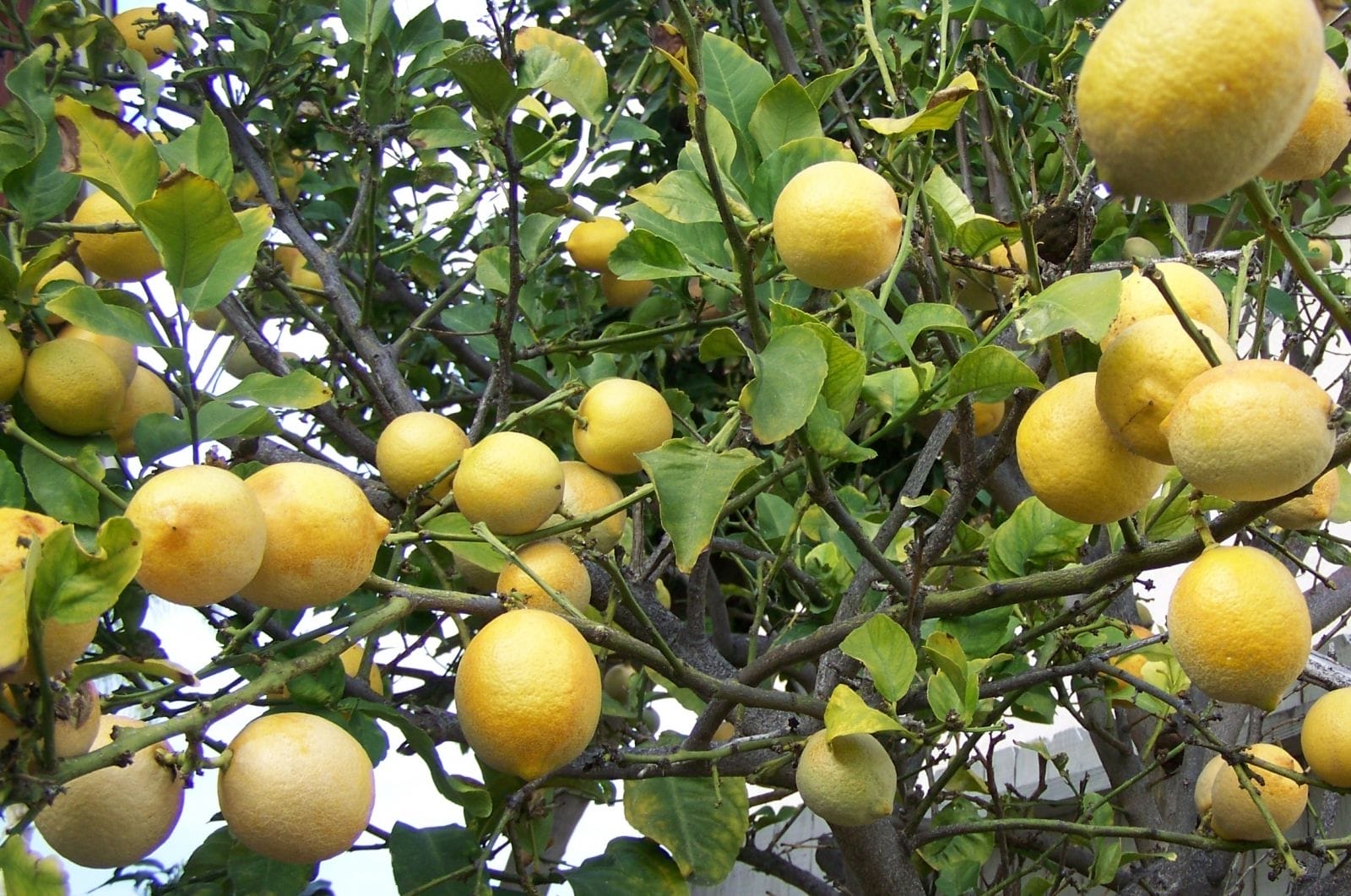 Meyer Lemon