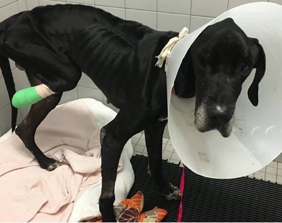 great-dane