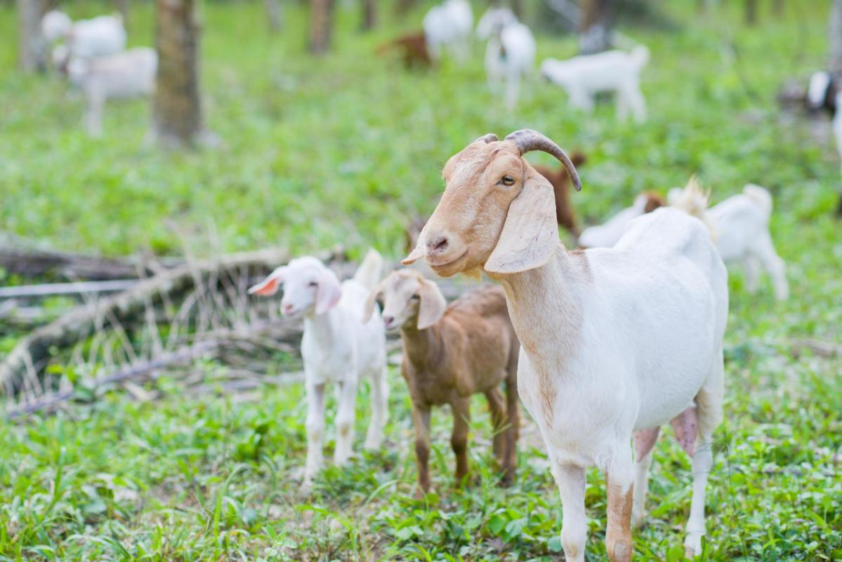goats