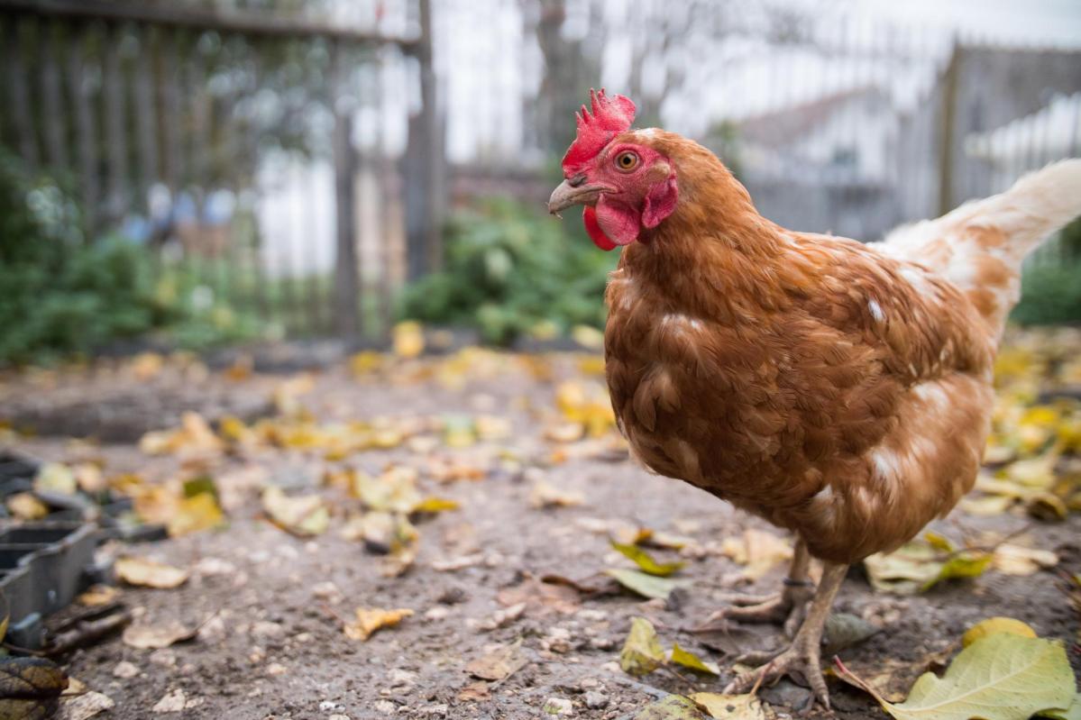 brown chicken at sanctuary