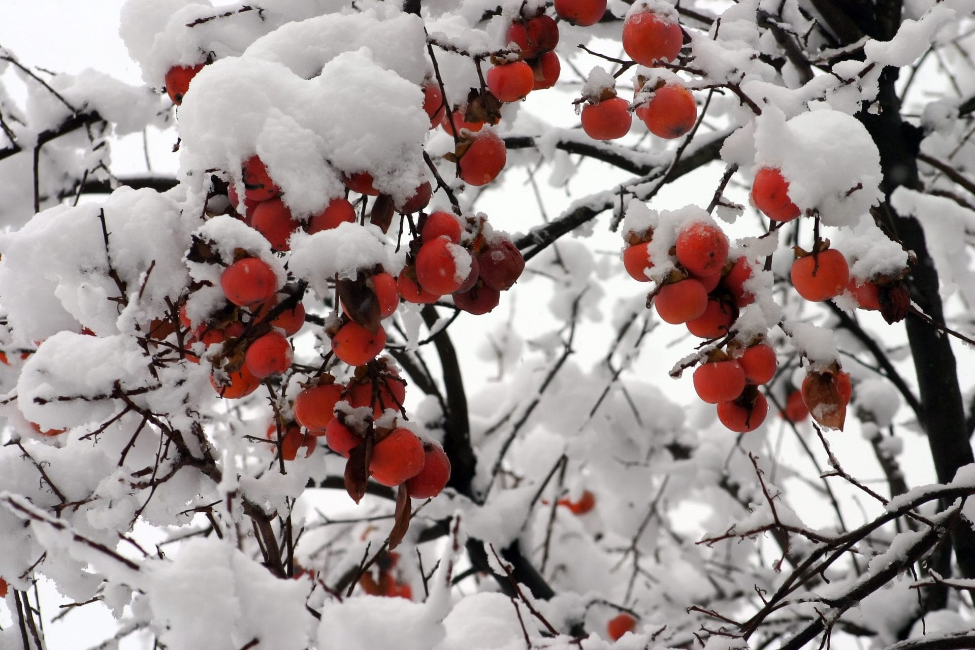 Persimmon tree with snow