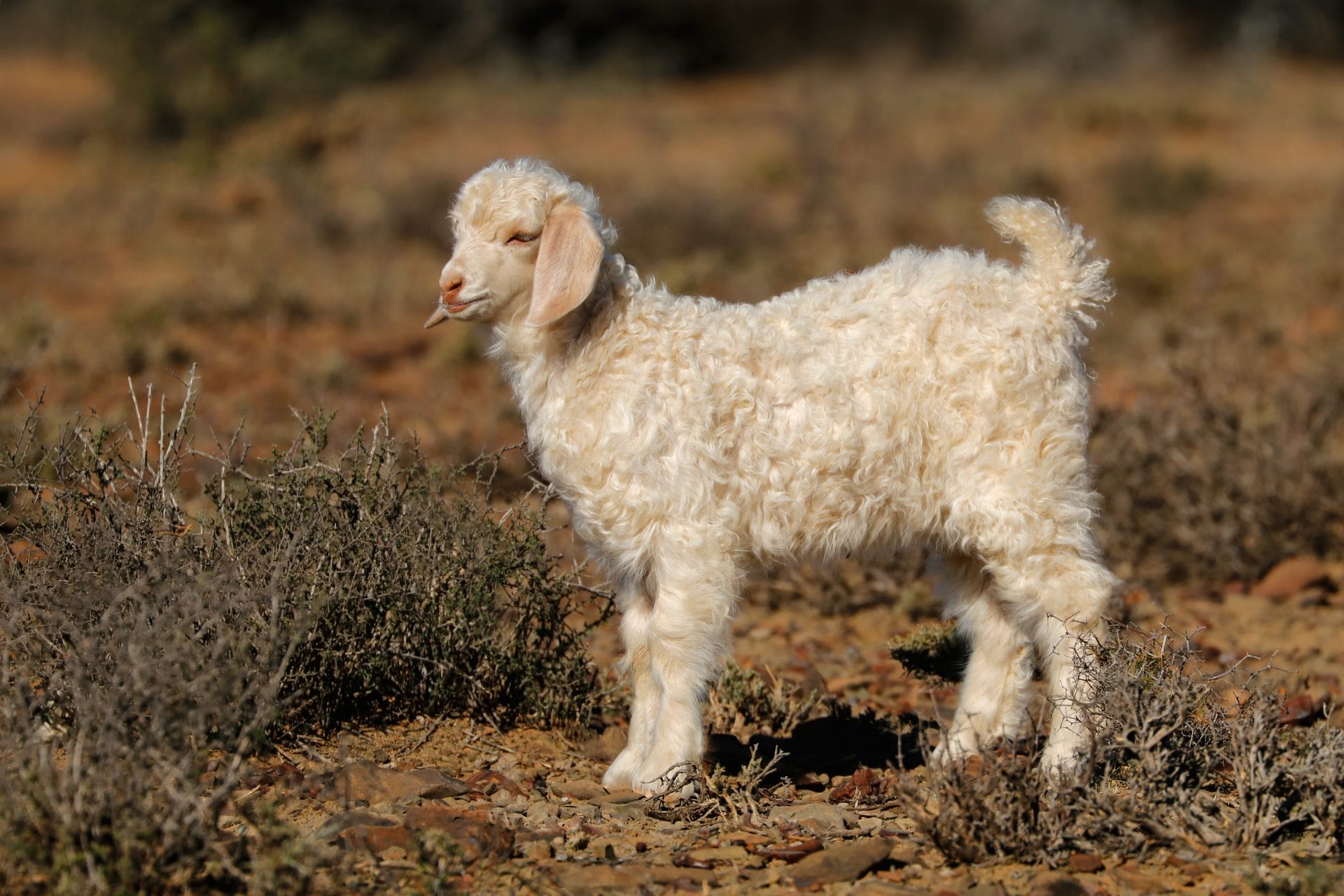 Angora goat