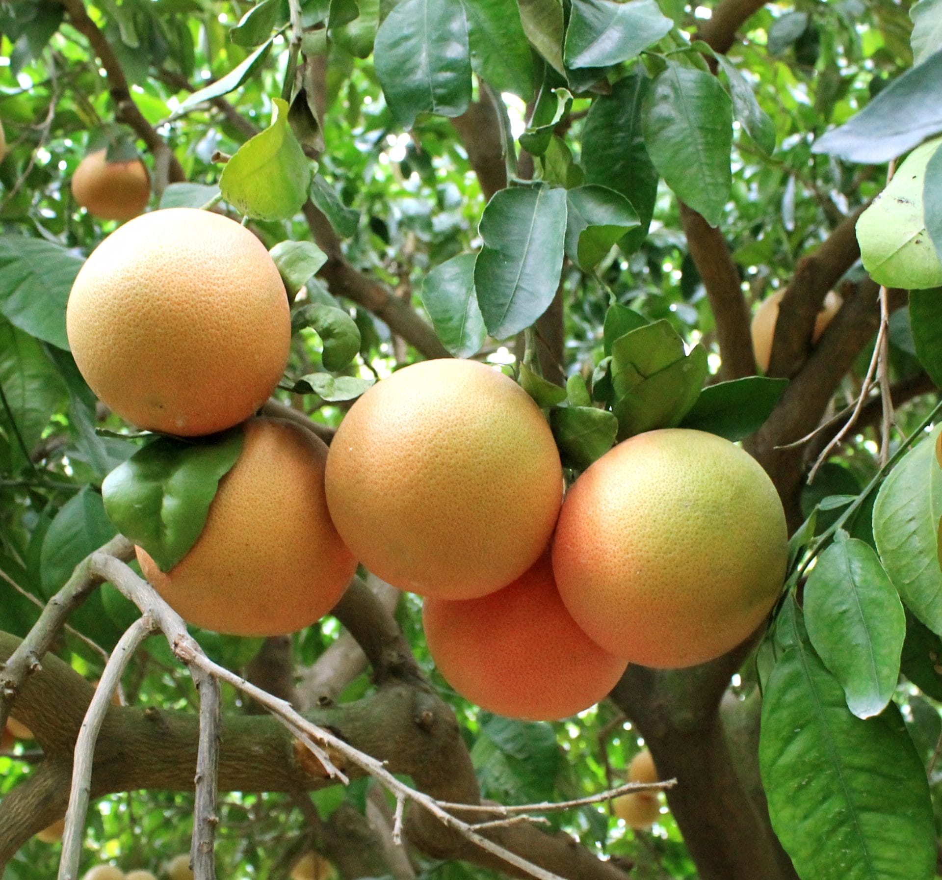 Grapefruit tree