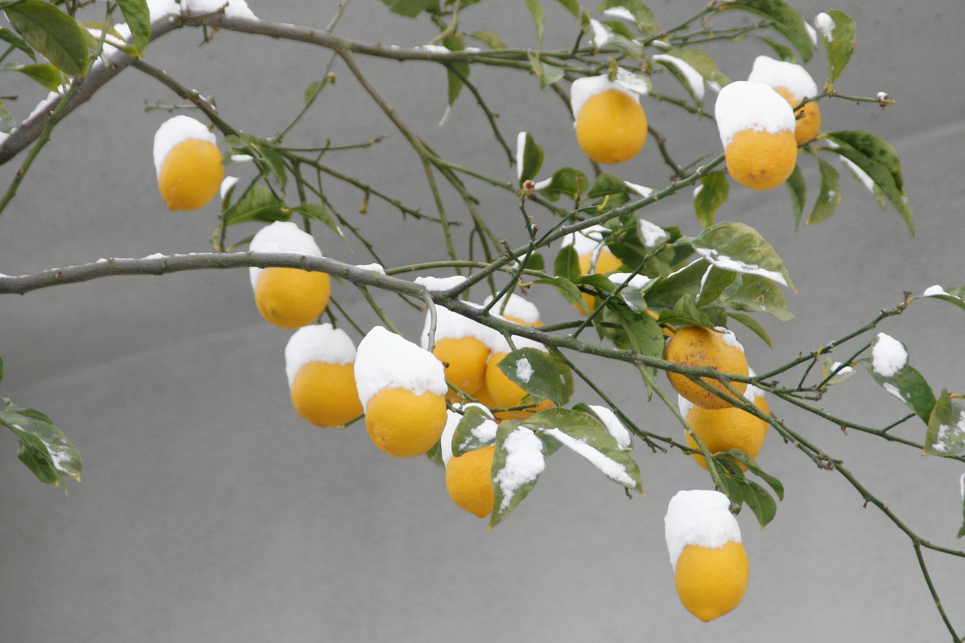 Lemon tree covered with snow