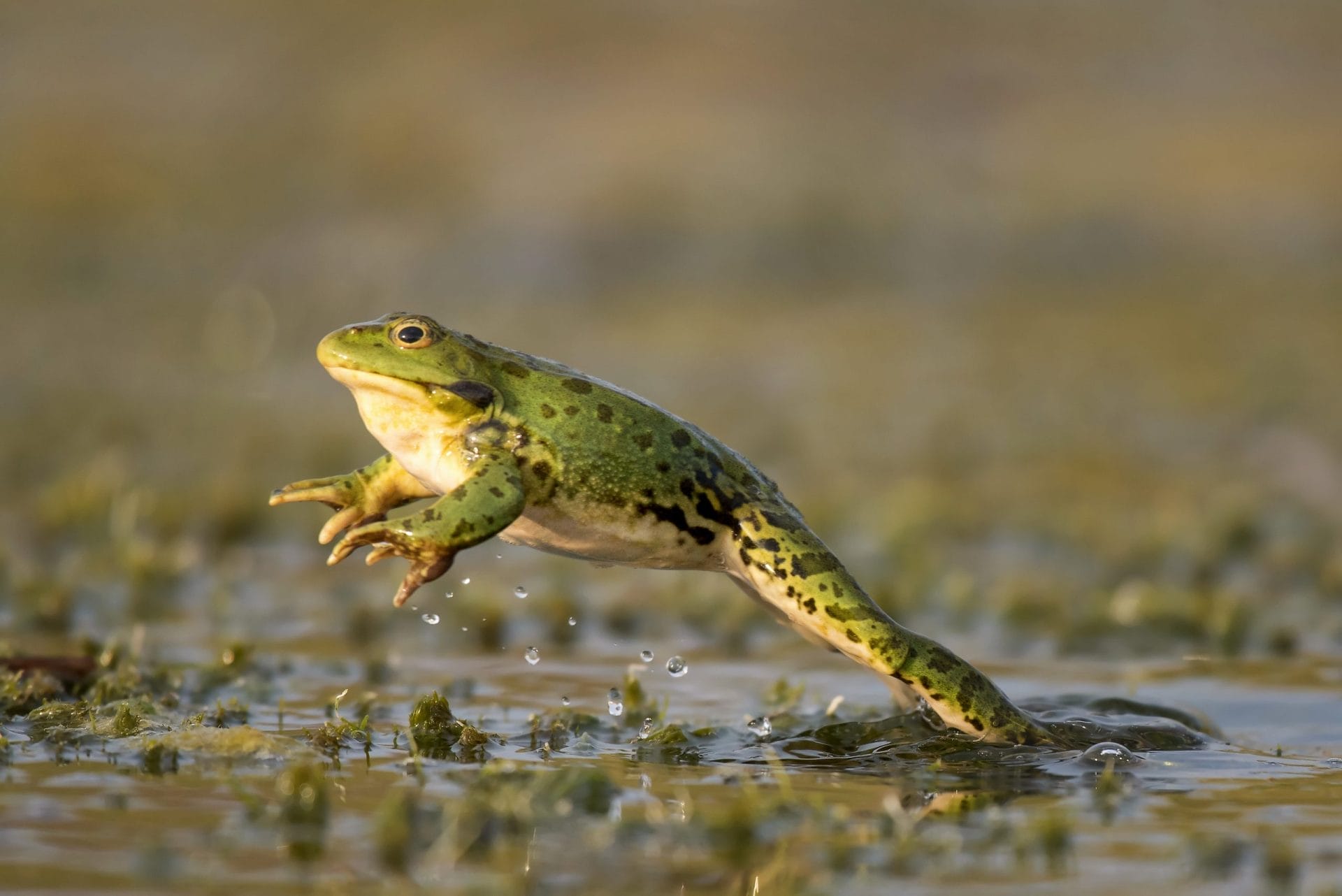 frog