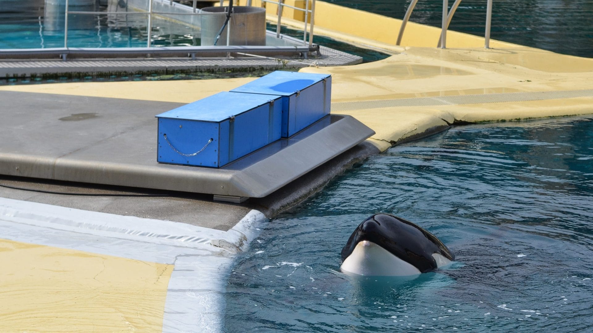 orca in pool