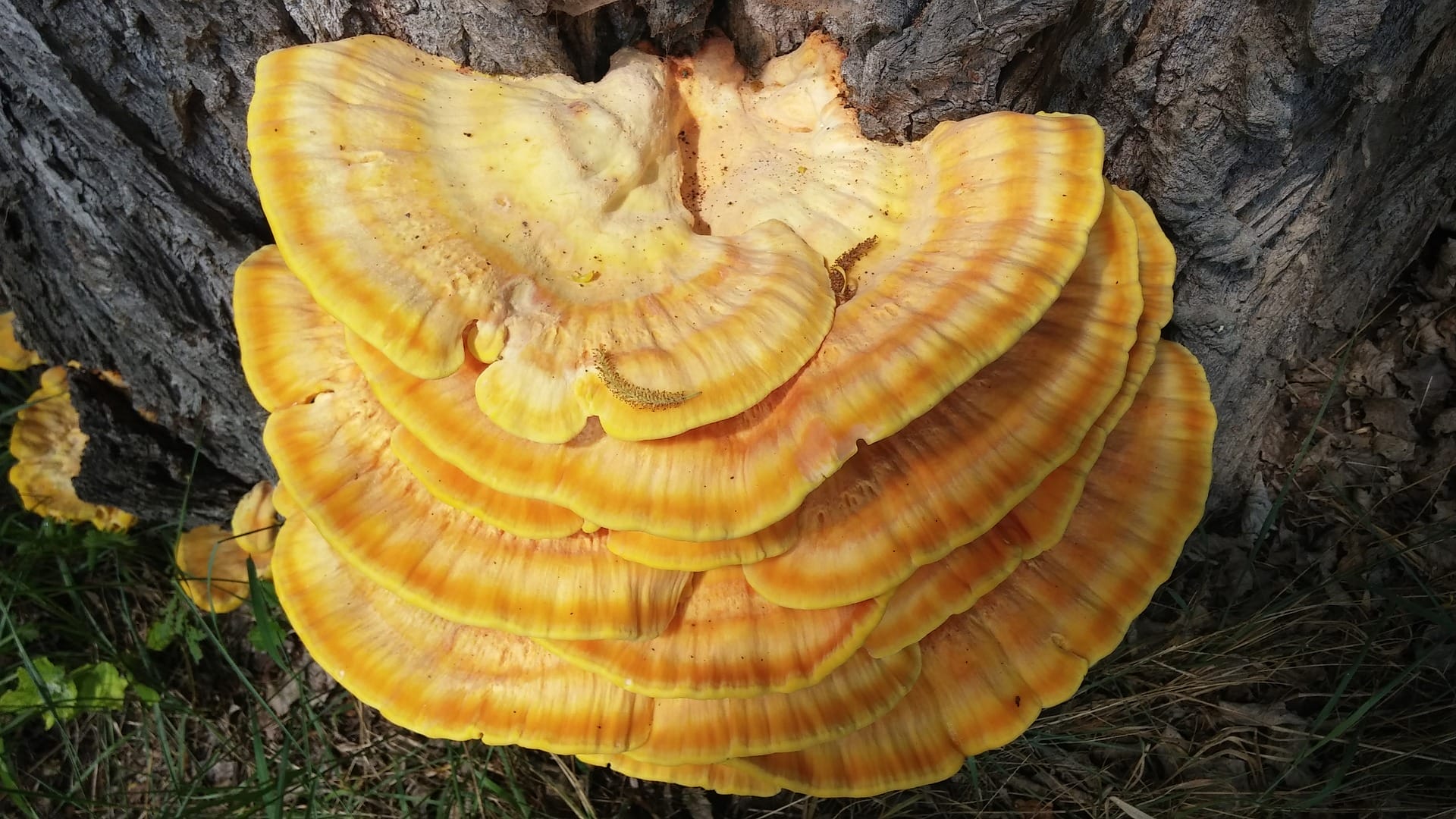 Reishi mushroom