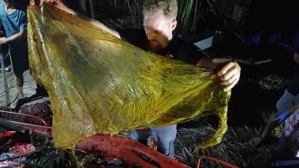 plastic from a whales stomach