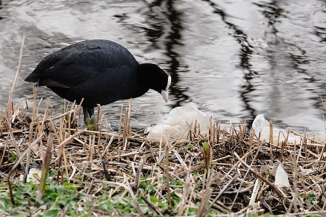bird pecking at plastic next to water