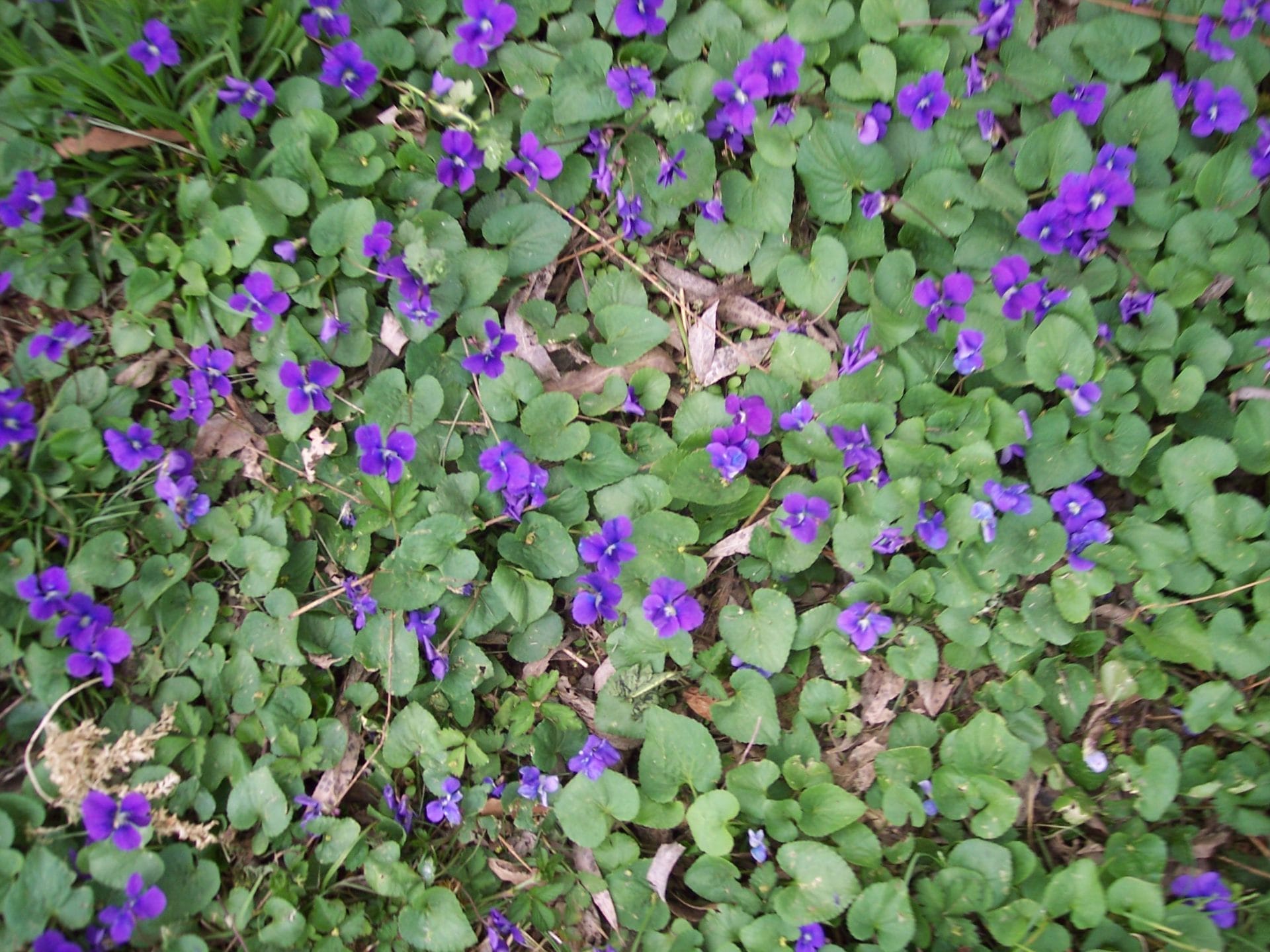 violets