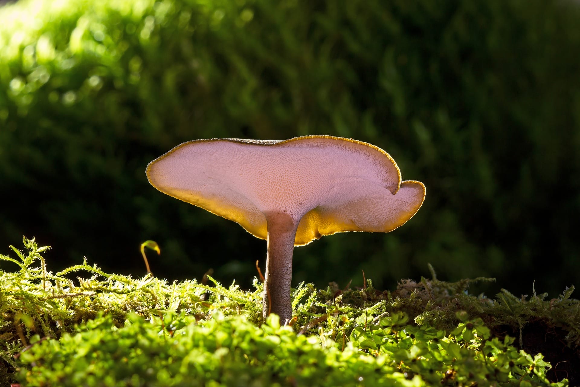 Mushroom
