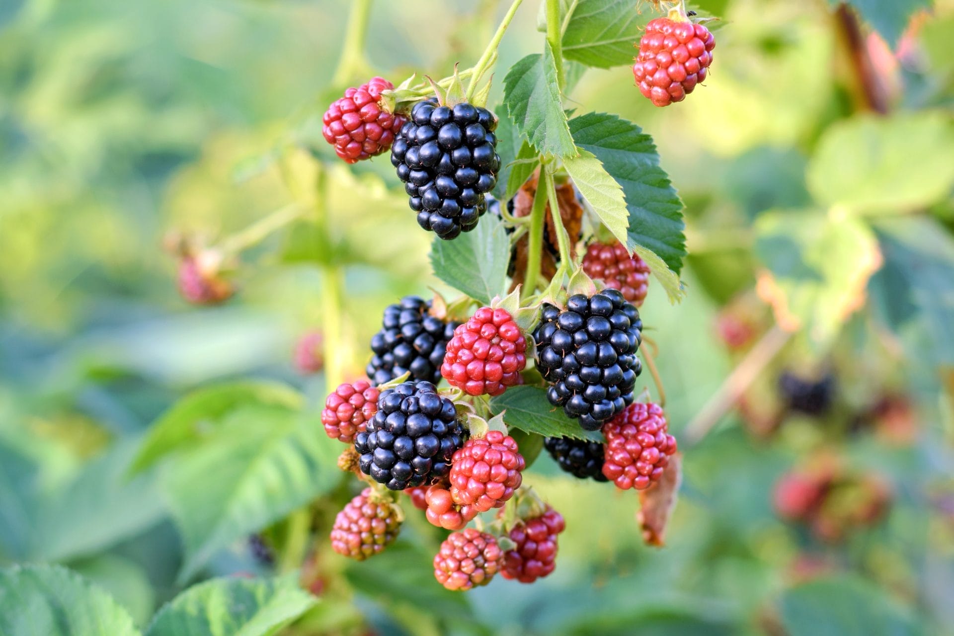 Ripening brambles