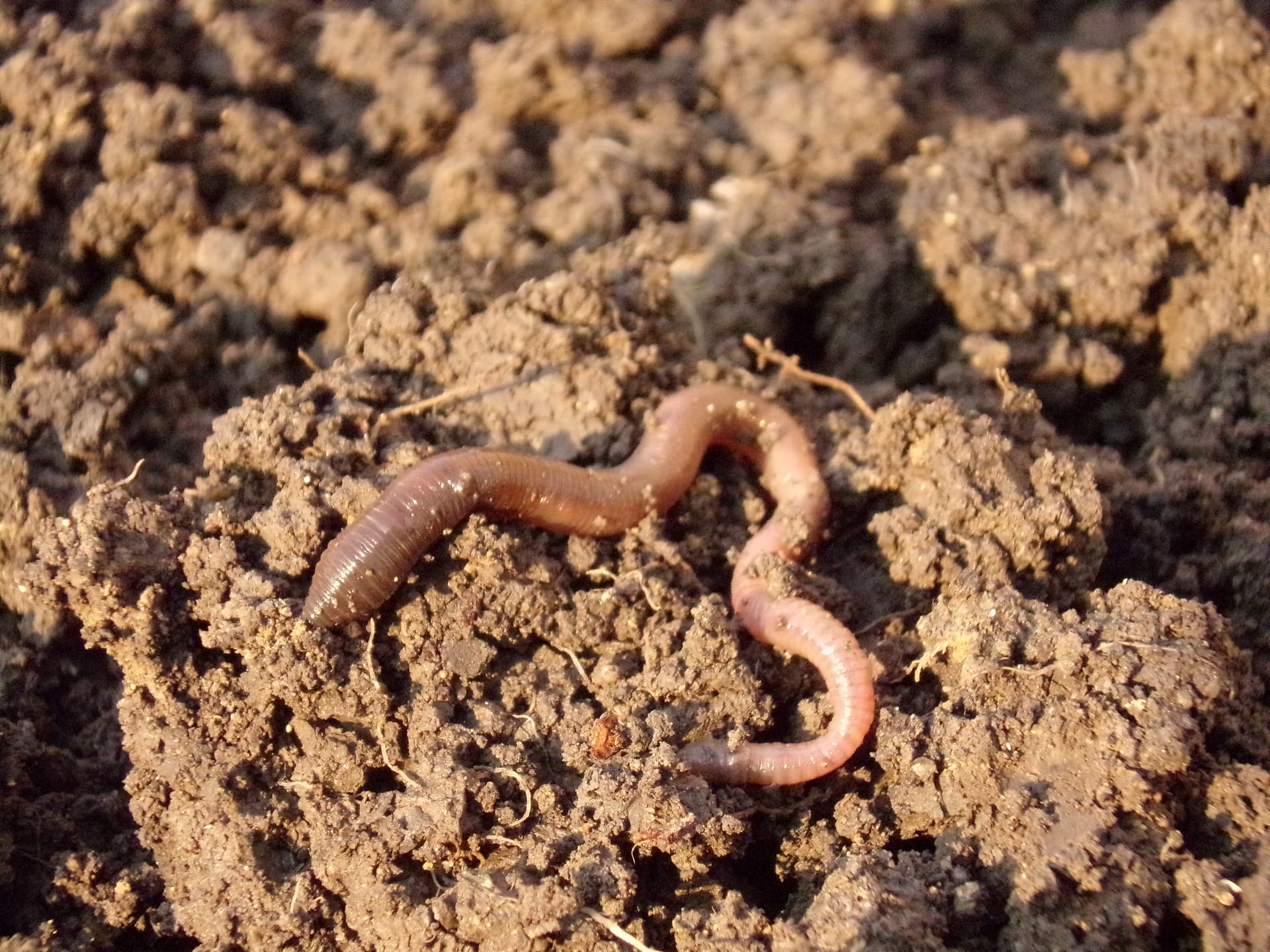 worm