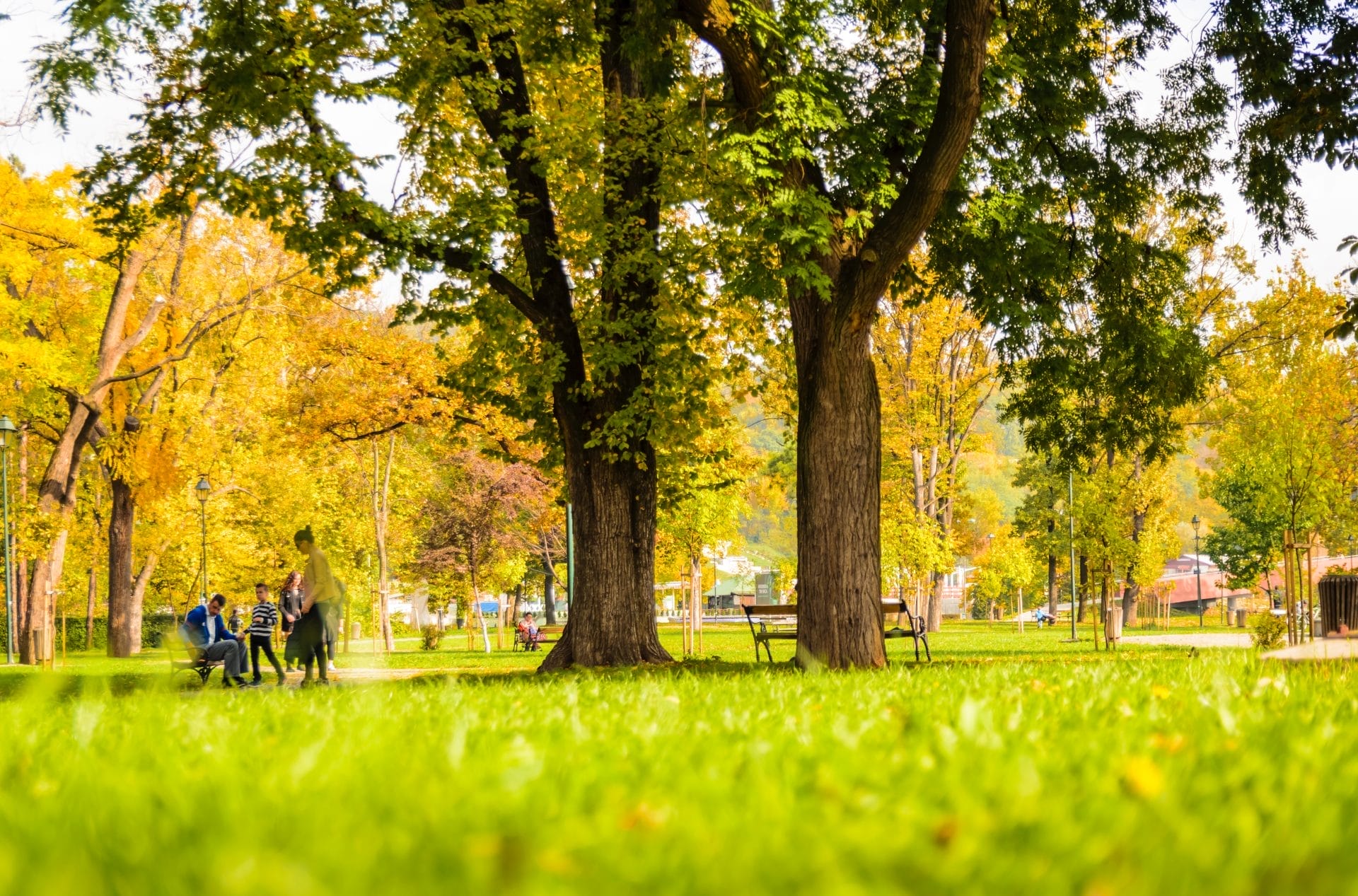 Family at a park