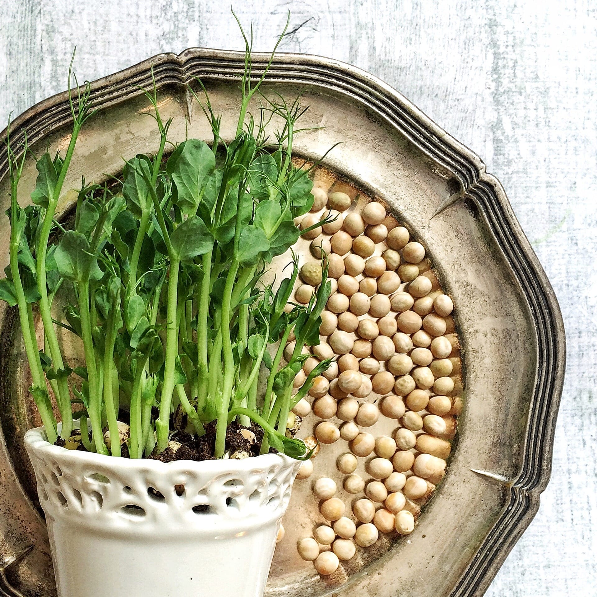pea shoots