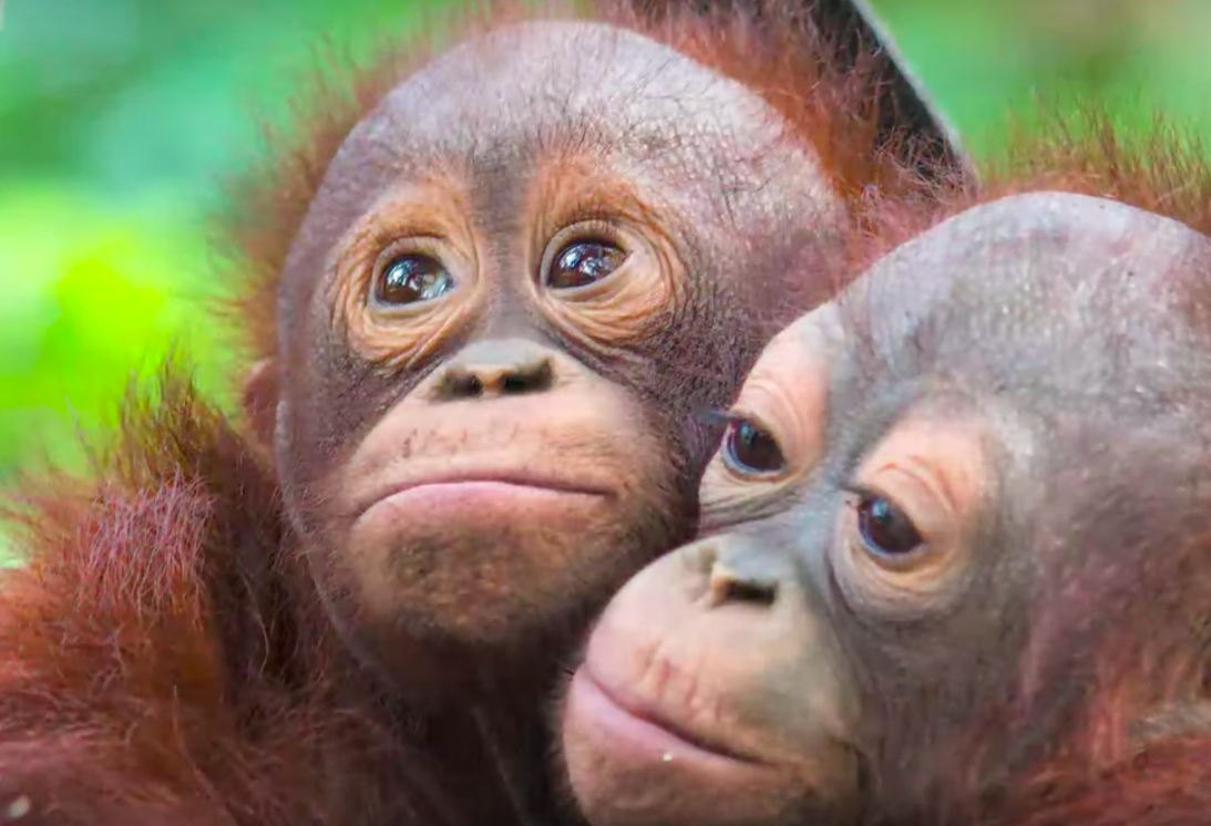 Budi the baby orangutan
