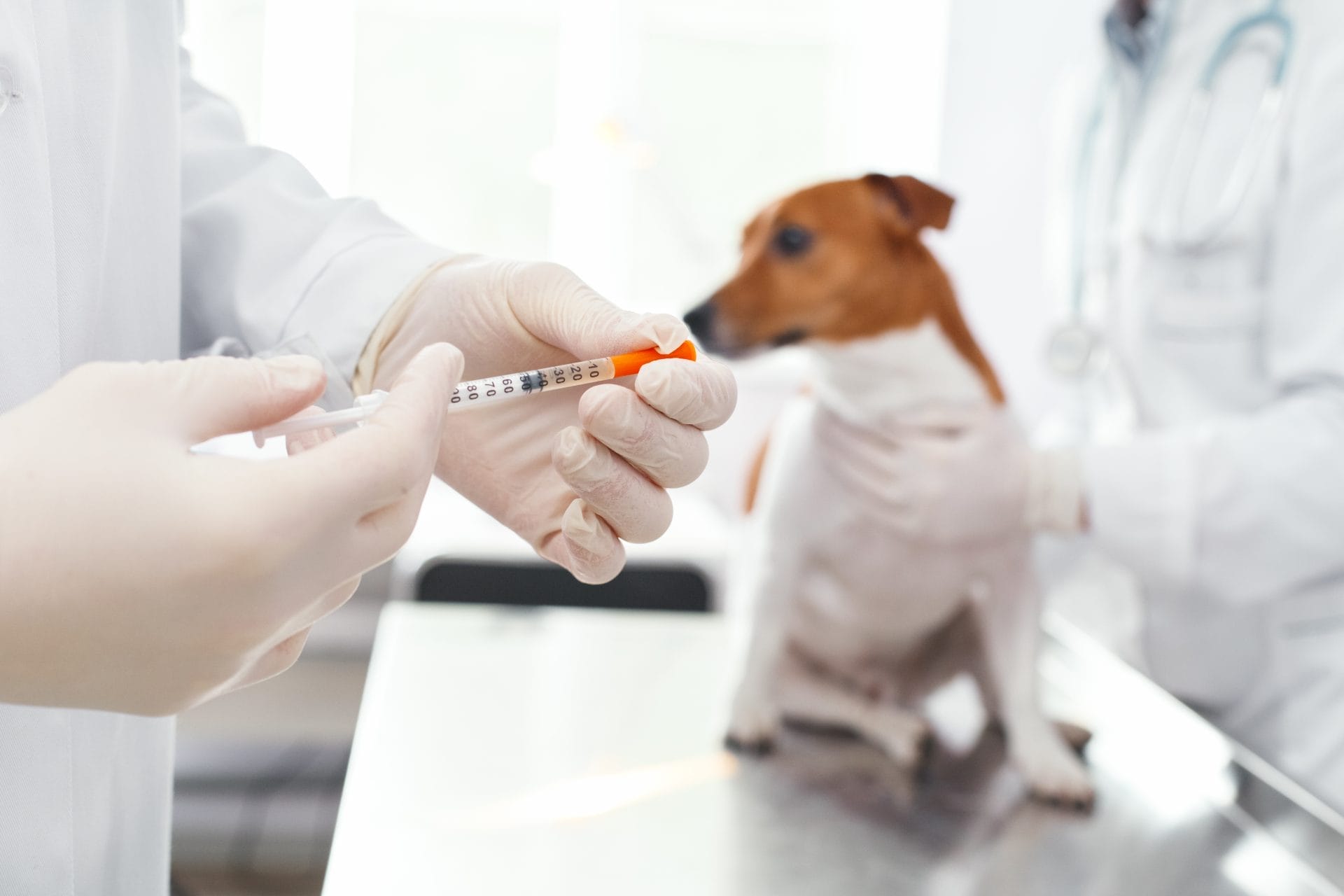 dog in lab