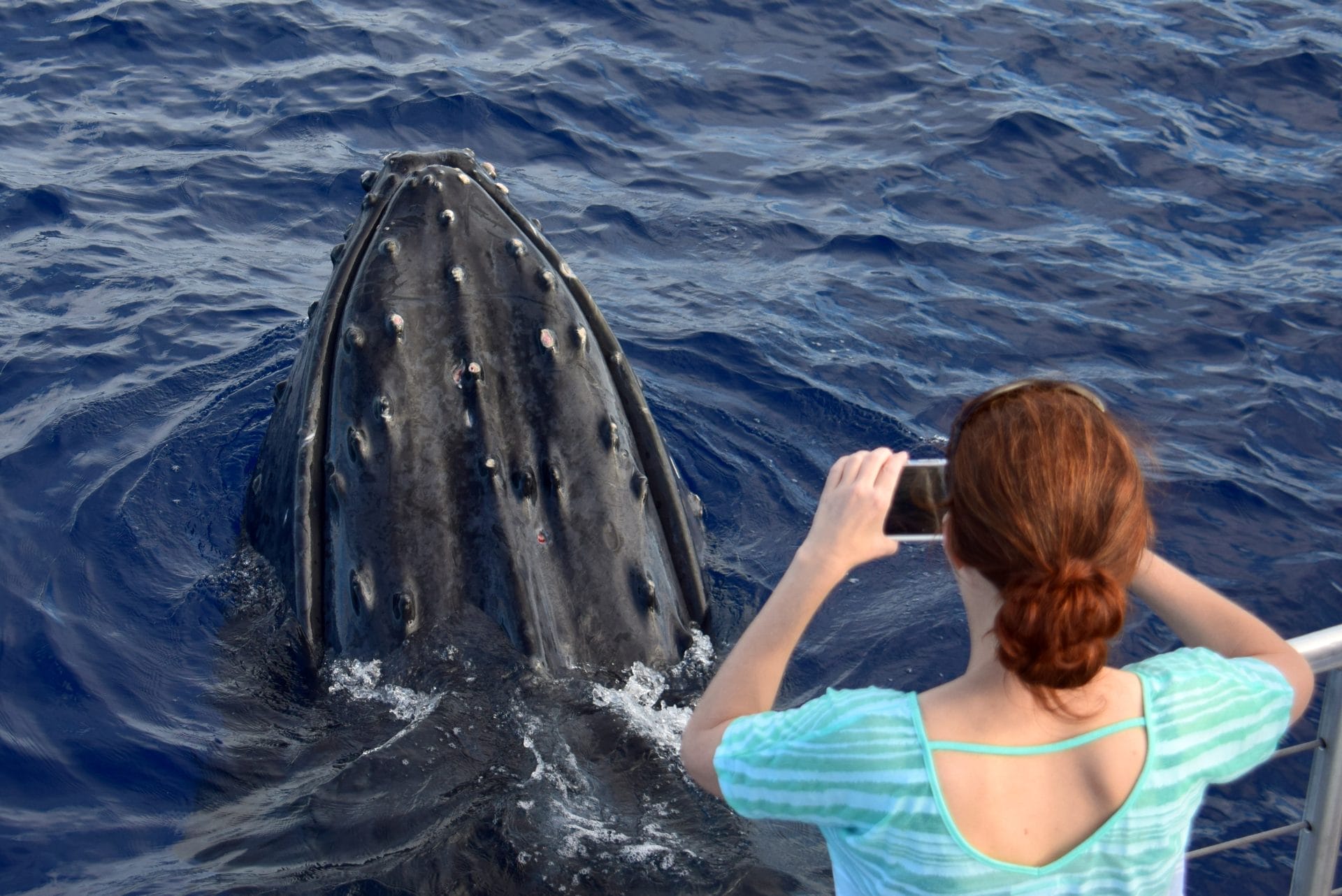 Whale watcher taking close-up photo of whale in water