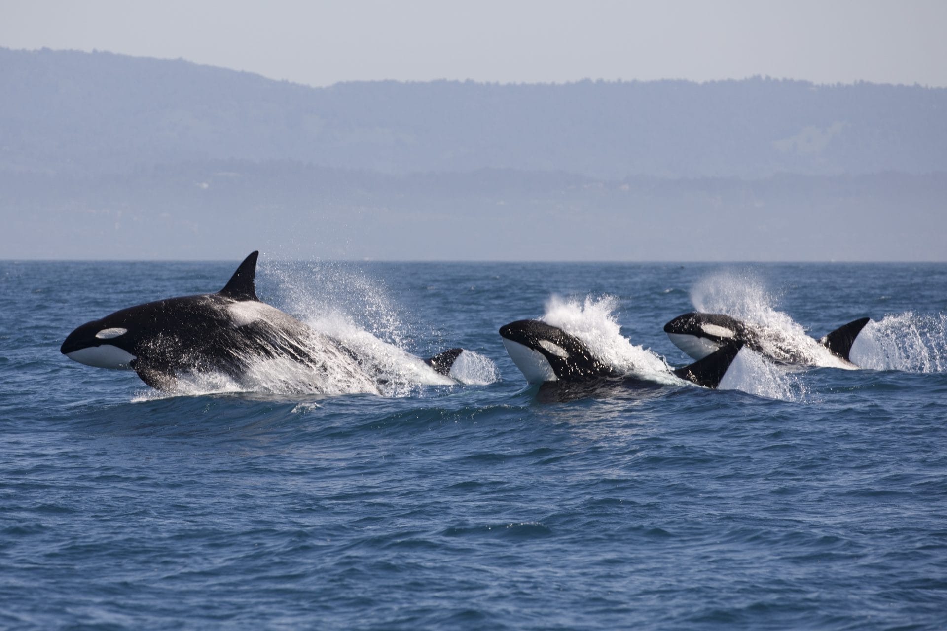 Orcas swimming in the ocean
