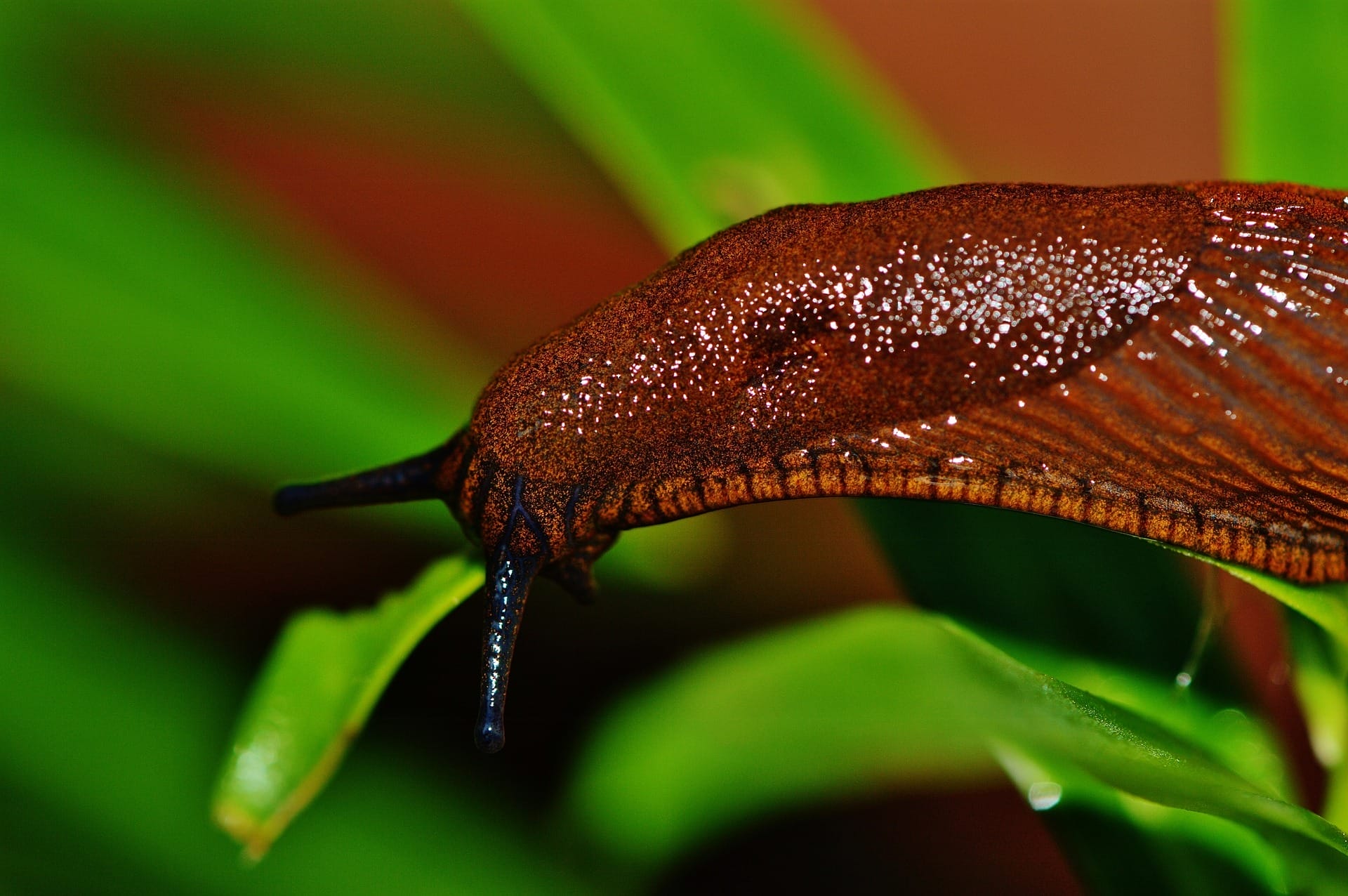 slug on a leaf